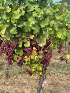 Weinrebe